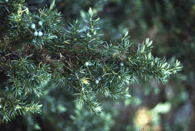 J. communis (Needles)