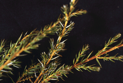 J. communis (Needles)