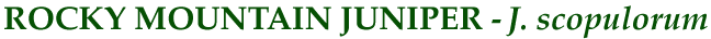 Rocky Mountain Juniper (J. scopulorum)