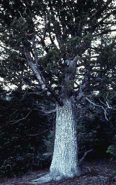 J. deppeana (Form)