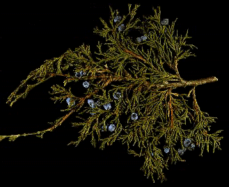 J. scopulorum (Needles)