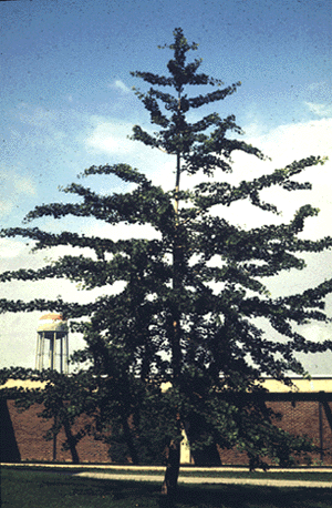 G.biloba (form)