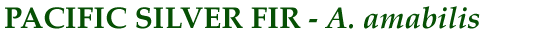 Pacific Silver Fir (A. amabilis)