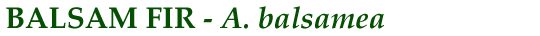 Balsam Fir (A. balsamea)