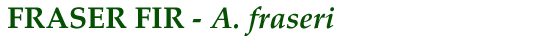 Fraser Fir (A. fraseri)