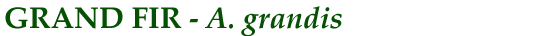 Grand Fir (A. grandis)