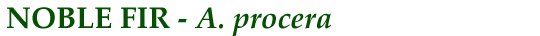 Noble Fir (A. procera)