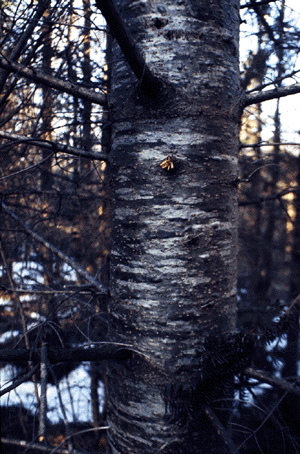 Balsam Fir (bark)
