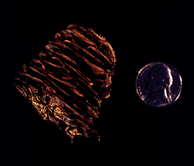 Balsam Fir (cone)