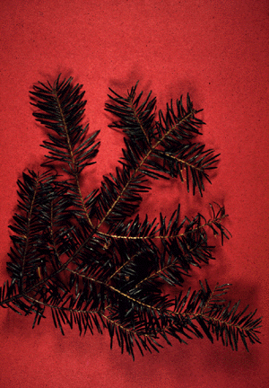 Balsam Fir (needles)