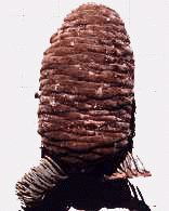 A. magnifica (Cone)