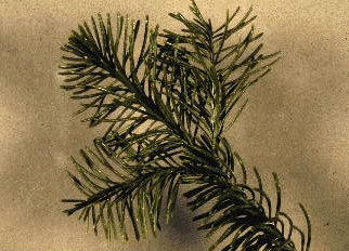 A. magnifica (Needles)