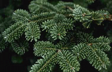 A. fraseri (Needles)