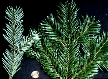A. fraseri (Needles)