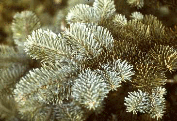 A. procera (Needles)