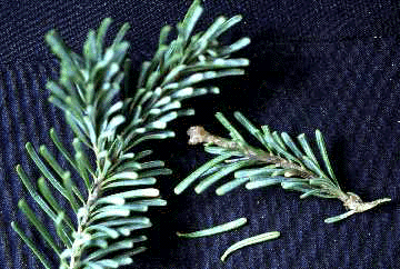 A. lasiocarpa (Needles)