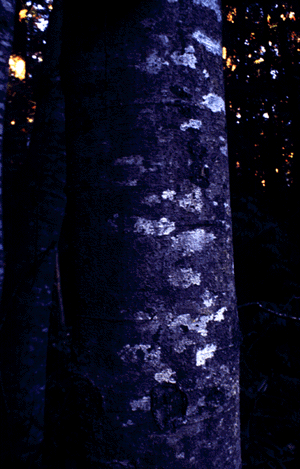 White Fir (bark)
