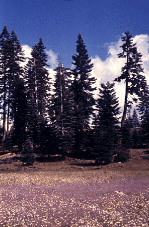 White Fir (form)