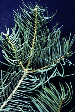 White Fir (needles)