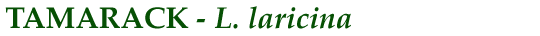 Tamarack (L. laricina)