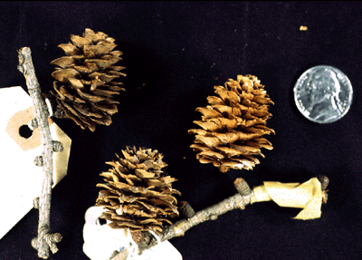 L. kaempferi (cones)