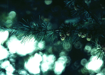 L. laricina (needles and cones)