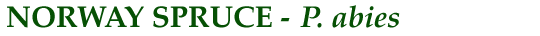 Norway Spruce (P. abies)