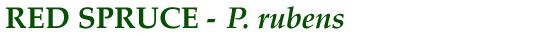 Red Spruce (P. rubens)
