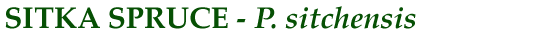 Sitka Spruce (P. sitchensis)