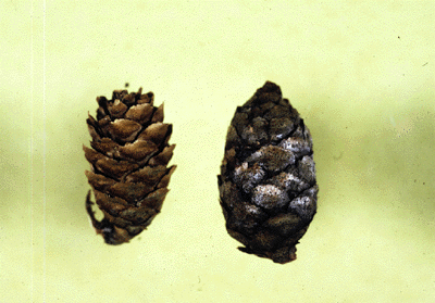 P. mariana (cone)