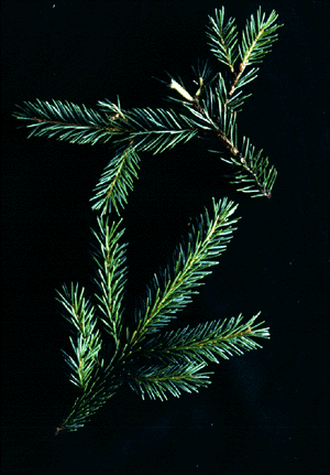 P. mariana (needles)