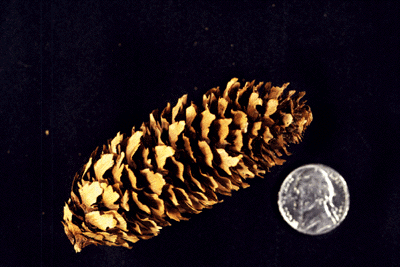 P. pungens (cone)