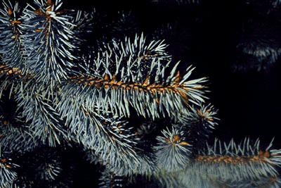 P. pungens (needles)