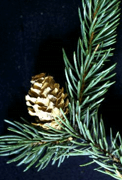 P.engelmannii (Cone)