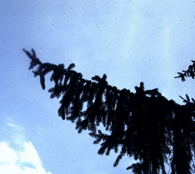 P. abies (branch)