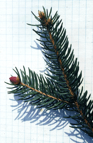 P. abies (needles)