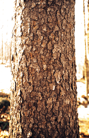 P. rubens (bark)