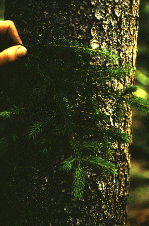 P. rubens (needles)