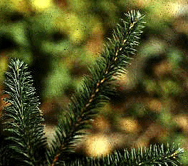 P.sitchensis (Needles)