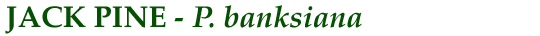 Jack Pine (P. banksiana)