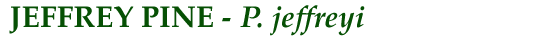 Jeffrey Pine (P. jeffreyi)