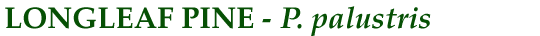 Longleaf Pine (P. palustris)