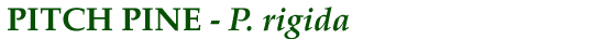 Pitch Pine (P. rigida)