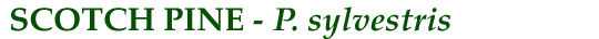 Scotch Pine (P. sylvestris)