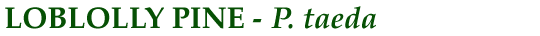 Loblolly Pine (P. taeda)