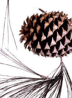 P. sabiniana (Cone)