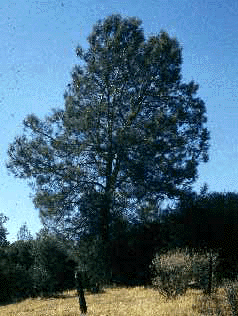 P. sabiniana (Form)