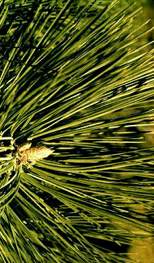P. jeffreyi (Needles)