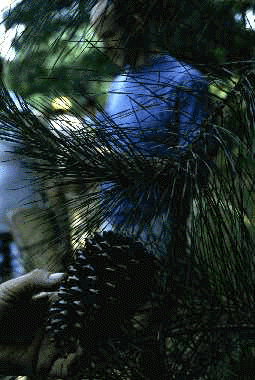 P. taeda (Needles and cone)