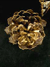 P. contorta (Cone)